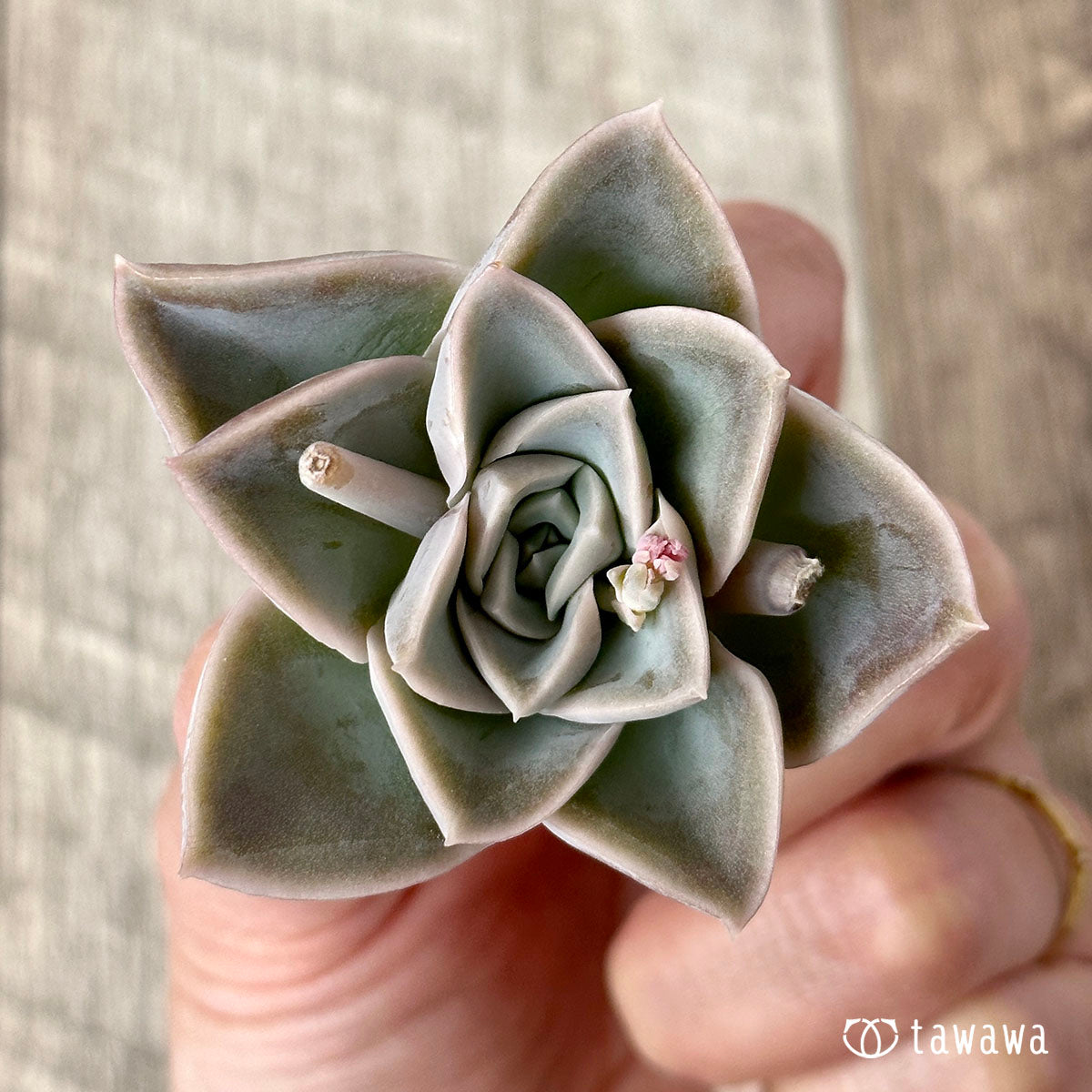 ハリーワトソン – 多肉植物の通販・販売サイト tawawa