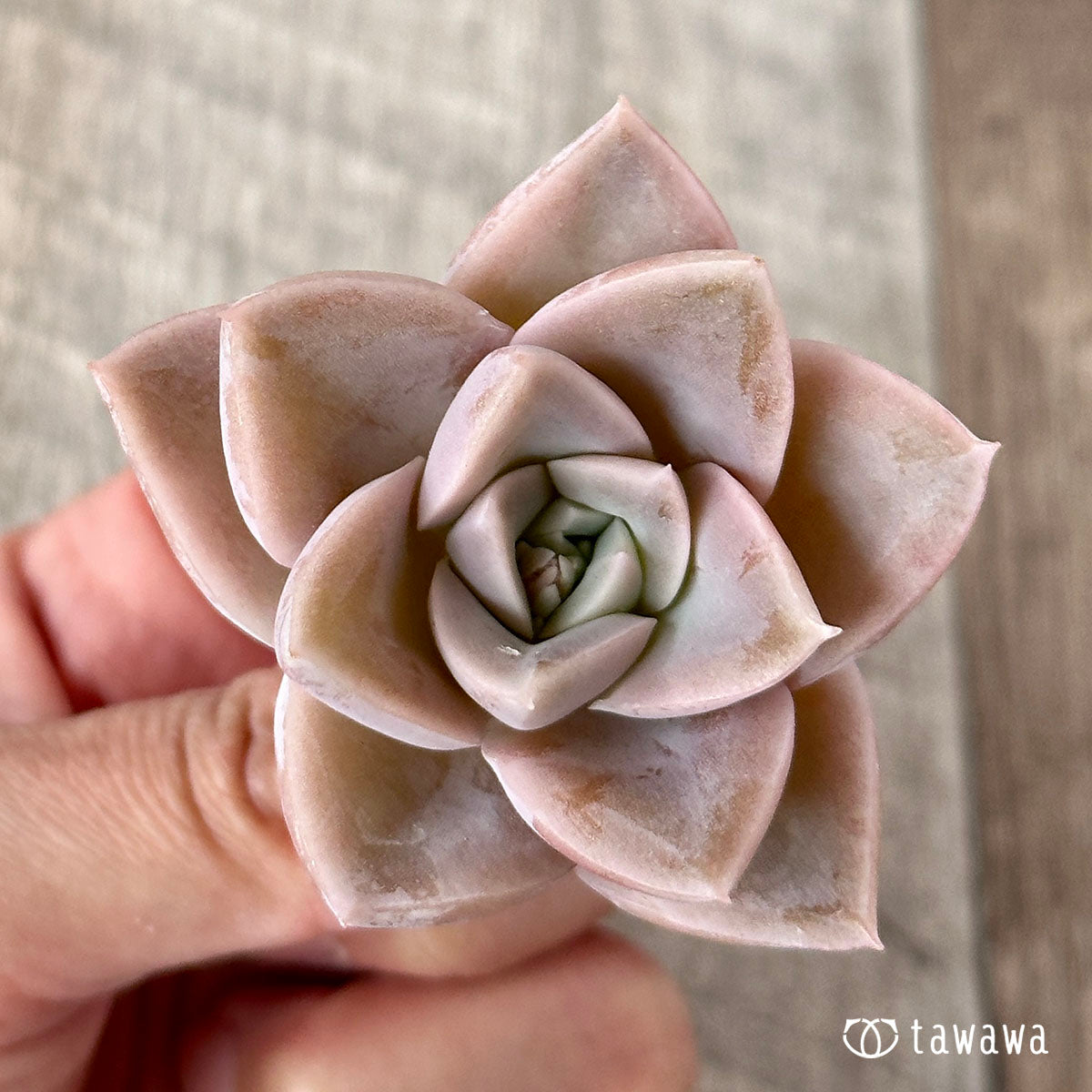 ハリーワトソン – 多肉植物の通販・販売サイト tawawa