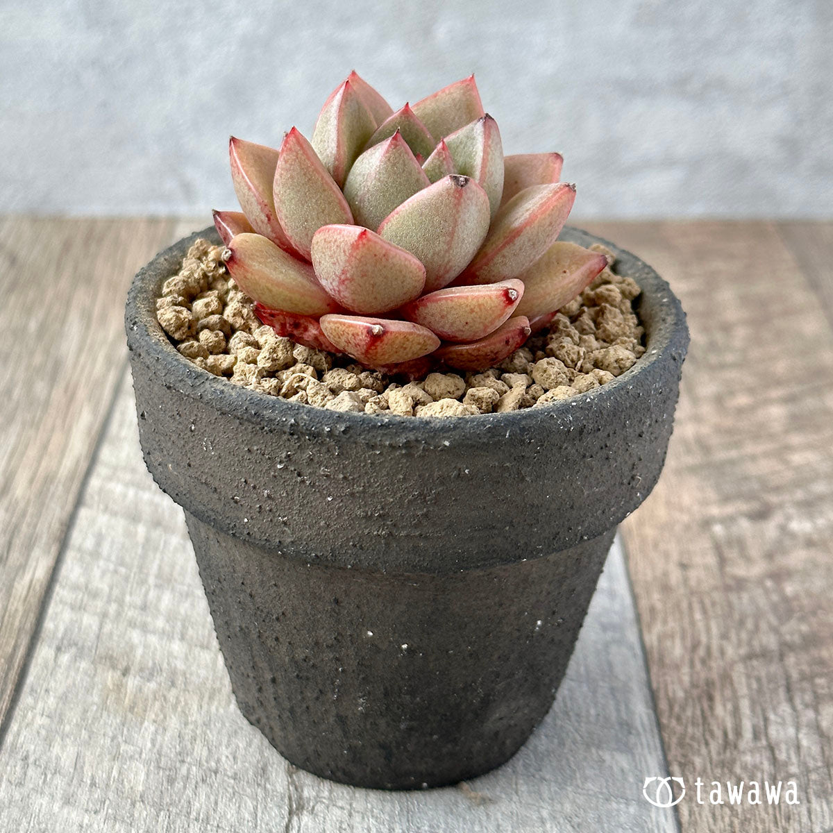 トスカーナ – 多肉植物の通販・販売サイト tawawa