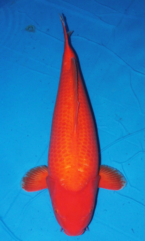 旭錦鯉 4m赤鯉 旭錦鯉 4m赤鯉 旭錦鯉 4m赤鯉 から