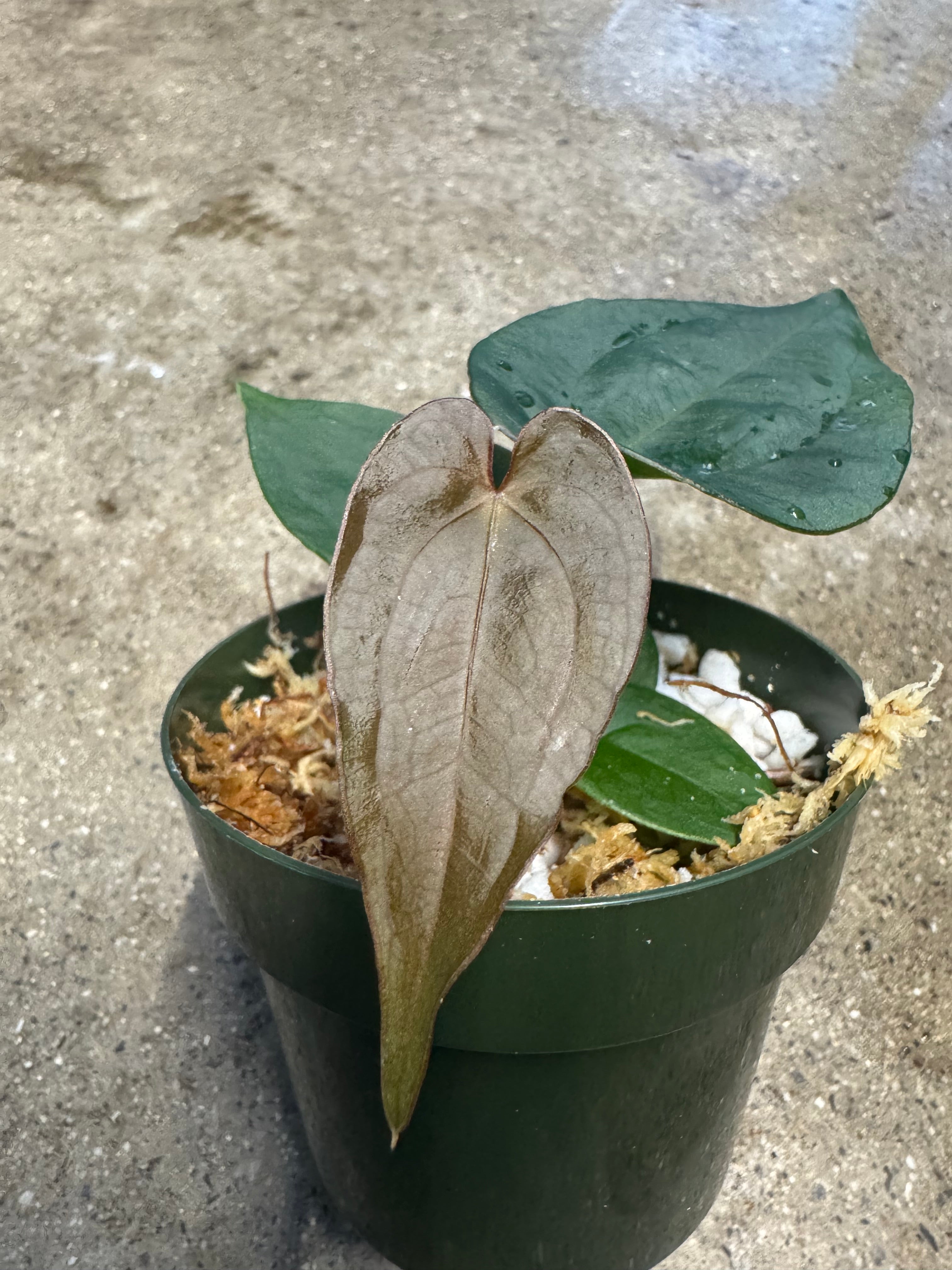 Anthurium SKG 'Ace of Spades' x NSE dressleri – The Plant Ward