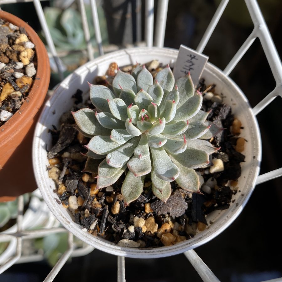 サラゴサspノバ | TOMOZOO