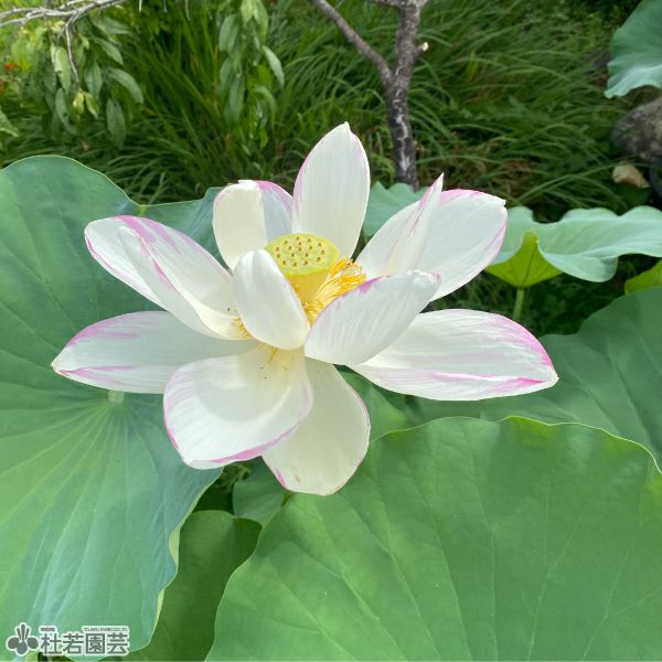 蓮、ハス】法華寺蓮(ほっけじばす)【大型種】 | 杜若園芸WEBショップ