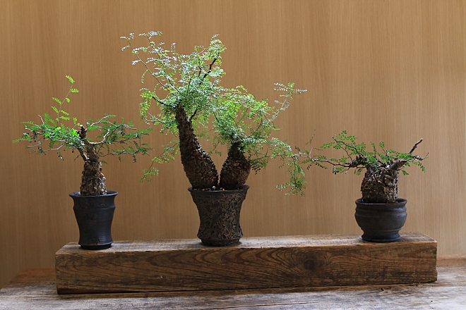 オペルクリカリアパプキス Operculicarya pachypus | 益子焼窯元よこやま