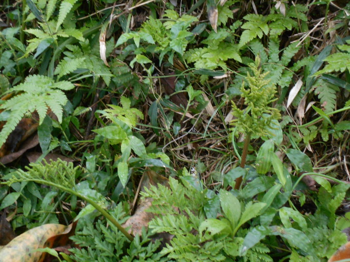 寒蕨（カンワラビ） | 母谷区自治会 HOUDANI-KU Residents' Association