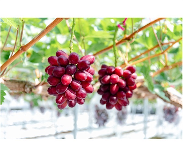 糖度20度以上！島根県産ぶどう「神紅（しんく）」1房｜TSKオンライン