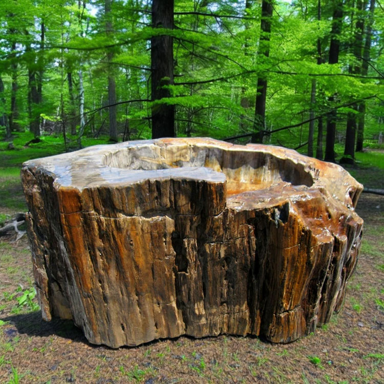 楽天市場】つくばい 手水鉢 水鉢 大きい 木化石 珪化木 木の化石 巨大