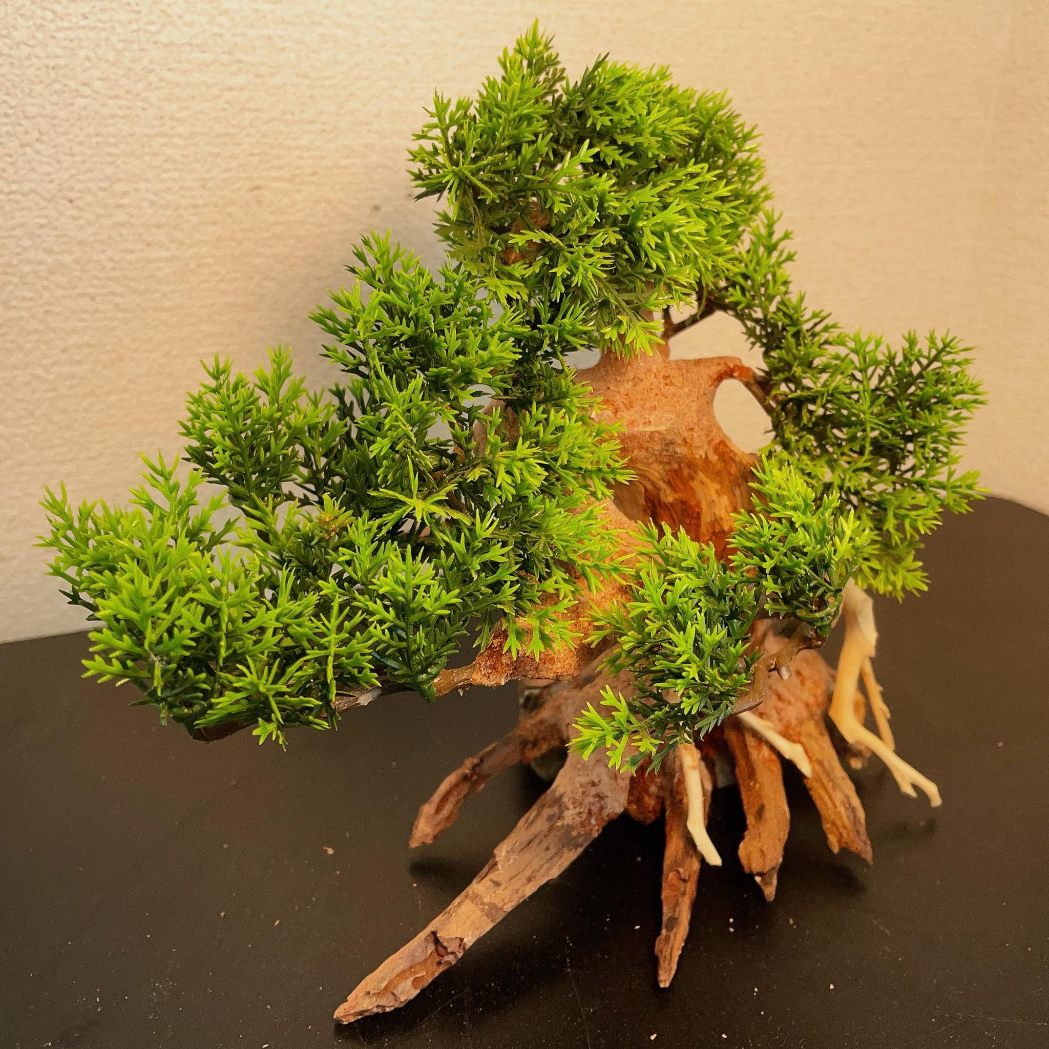 楽天市場】【お買い得・送料無料】小型溶岩石・樹脂水草付き盆栽流木