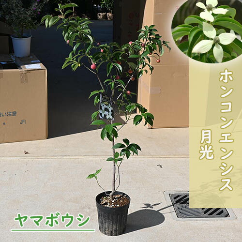 楽天市場】プレゼントに2026年5月に開花苗常緑ヤマボウシ ホンコン