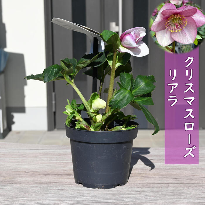 楽天市場】1月より発送。2026年クリスマスローズ開花花苗 クリスマス