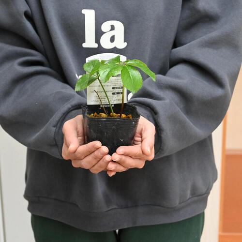 楽天市場】2023年新入荷苗 クリスマスローズ ダブル咲き ホワイト