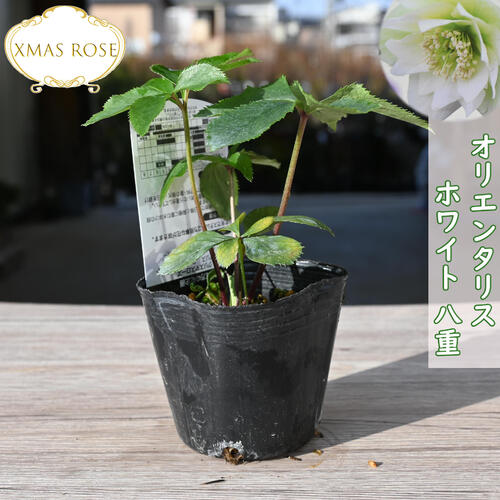 楽天市場】2023年新入荷苗 クリスマスローズ オリエンタリス ホワイト