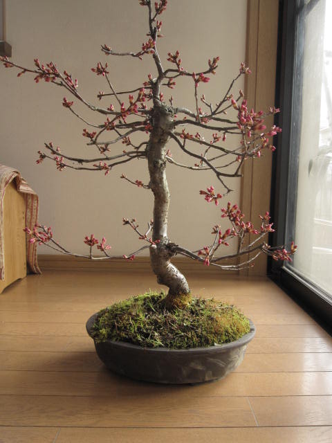 楽天市場】桜盆栽おかめ桜盆栽サクラ 2017年花芽付の桜盆栽となります