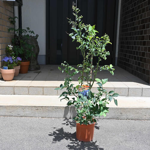 楽天市場】2025年5月より花芽付で発送 ブルーベリー ブライトウェル