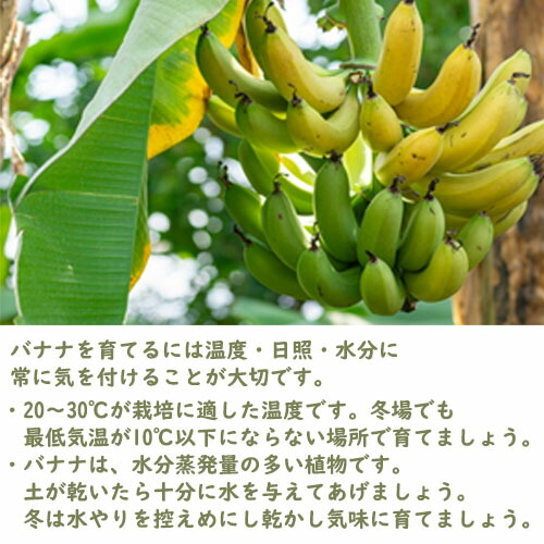 楽天市場】2026年6月入荷後 発送 バナナ 苗 グロスミッシェル幻しの