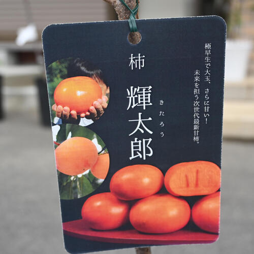 楽天市場】予約商品2025年11月より発送NEW 柿 輝太郎 苗木 PVP 早生 甘