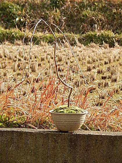 楽天市場】盆栽 桜 枝垂れ富士しだれ桜盆栽【しだれ富士桜】 富士桜