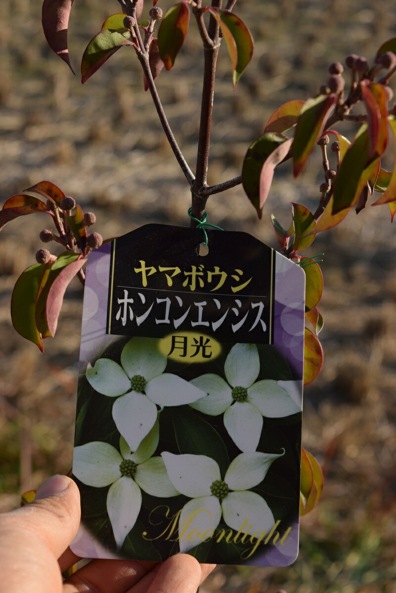 楽天市場】プレゼントに常緑ヤマボウシホンコンエンシス月光ヤマボウシ