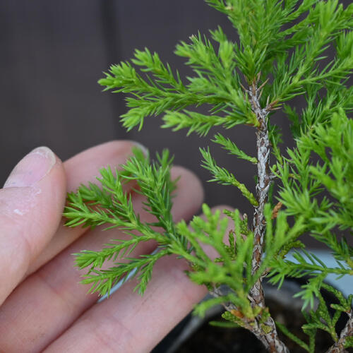 楽天市場】2025年NEW 糸魚川真柏 ポット苗 しんぱく : 園芸百貨店