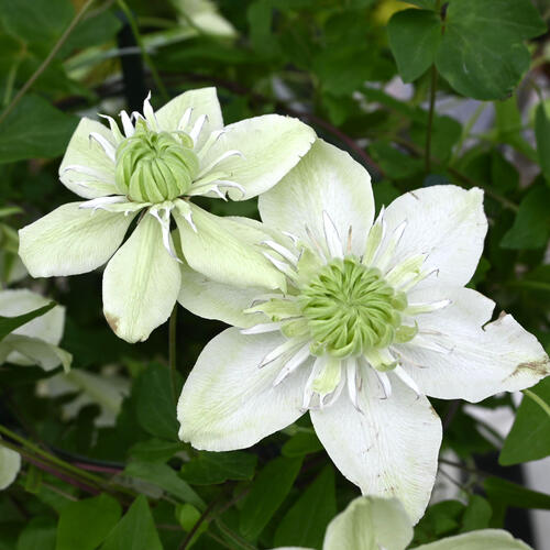 クレマチス 苗」の人気商品一覧 | 安い商品を通販サイトから探す