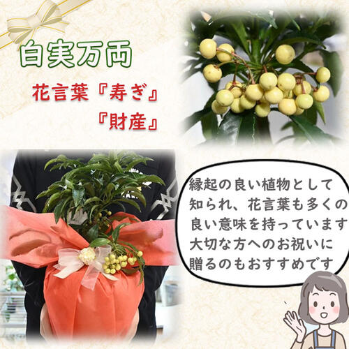 楽天市場】2026年万両 鉢植え 大実万両 素焼き鉢入り縁起の良い木