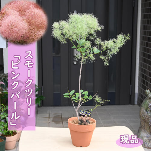 楽天市場】スモークツリー ピンクパール 鉢植え 素焼き鉢入り