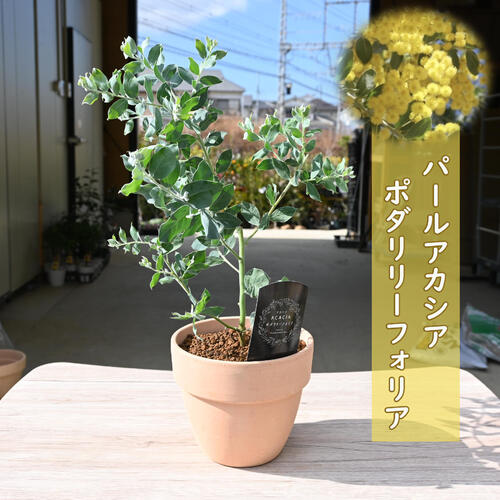 楽天市場】【5月下旬頃再入荷】5月下旬から6月上旬のお届け鉢花 パール