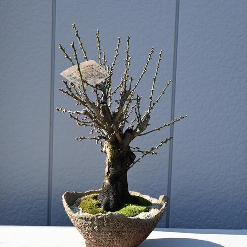 楽天市場】大冬至盆栽白梅 梅盆栽10年物 お祝い事に梅盆栽 : 園芸