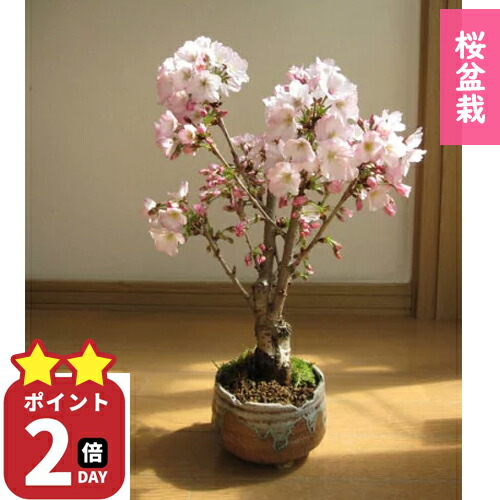 楽天市場】桜のお花見を母の日プレゼントに4月に桜のお花見を笑顔の花