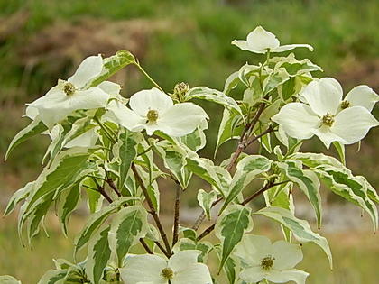 楽天市場】ヤマボウシウルフアイ苗 山法師苗 : 園芸百貨店何でも揃うこ