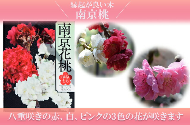 楽天市場】2025年年4月開花予定お届け日指定ができます。しだれモモ桃