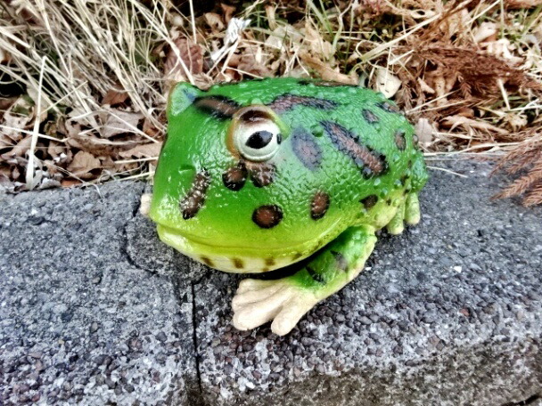 楽天市場】【2/25(水)5％OFFクーポン】【送料無料】ジャンボカエル