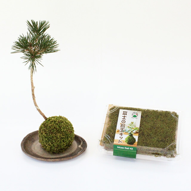 楽天市場】苔玉 苔玉キット 苔 こけ コケ 【富士の苔玉キット(ハイゴケ