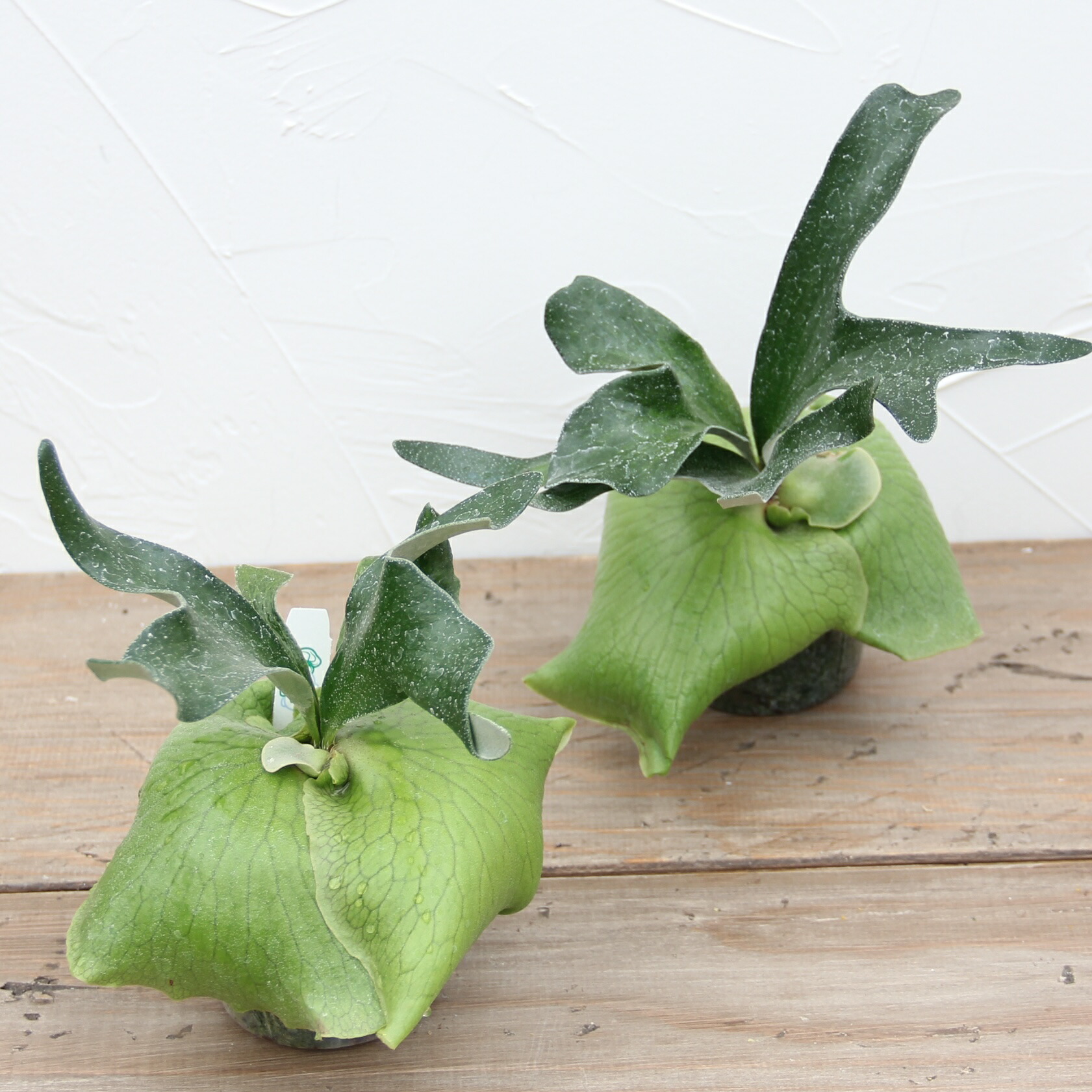 楽天市場】『ビカクシダ（コウモリラン）アルシコルネ』3号水苔ポット