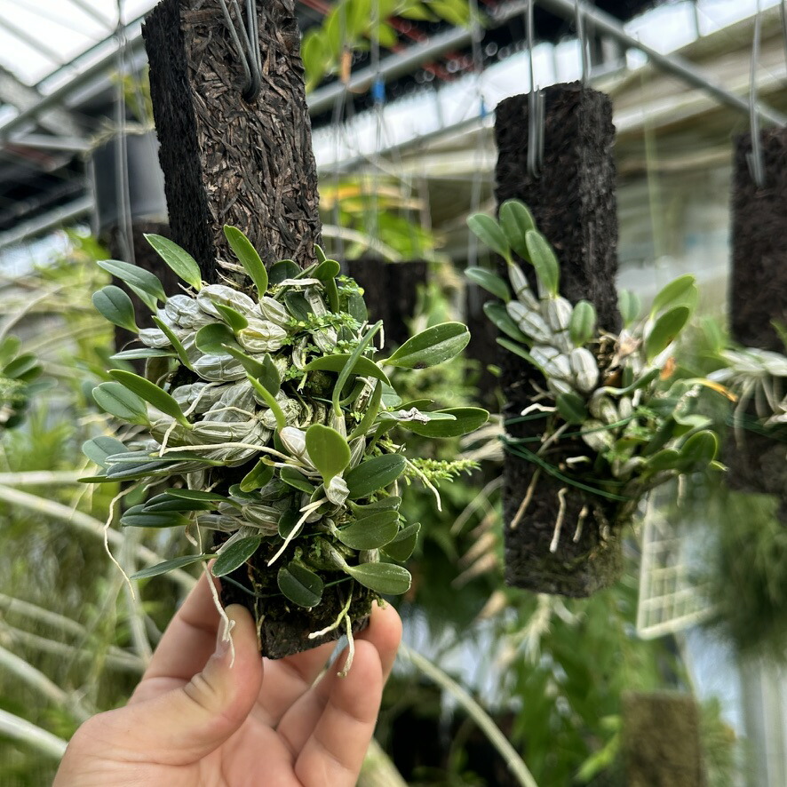 楽天市場】洋ランの苗『デンドロ原種 「ジェンキンシィ」 【花咲く苗