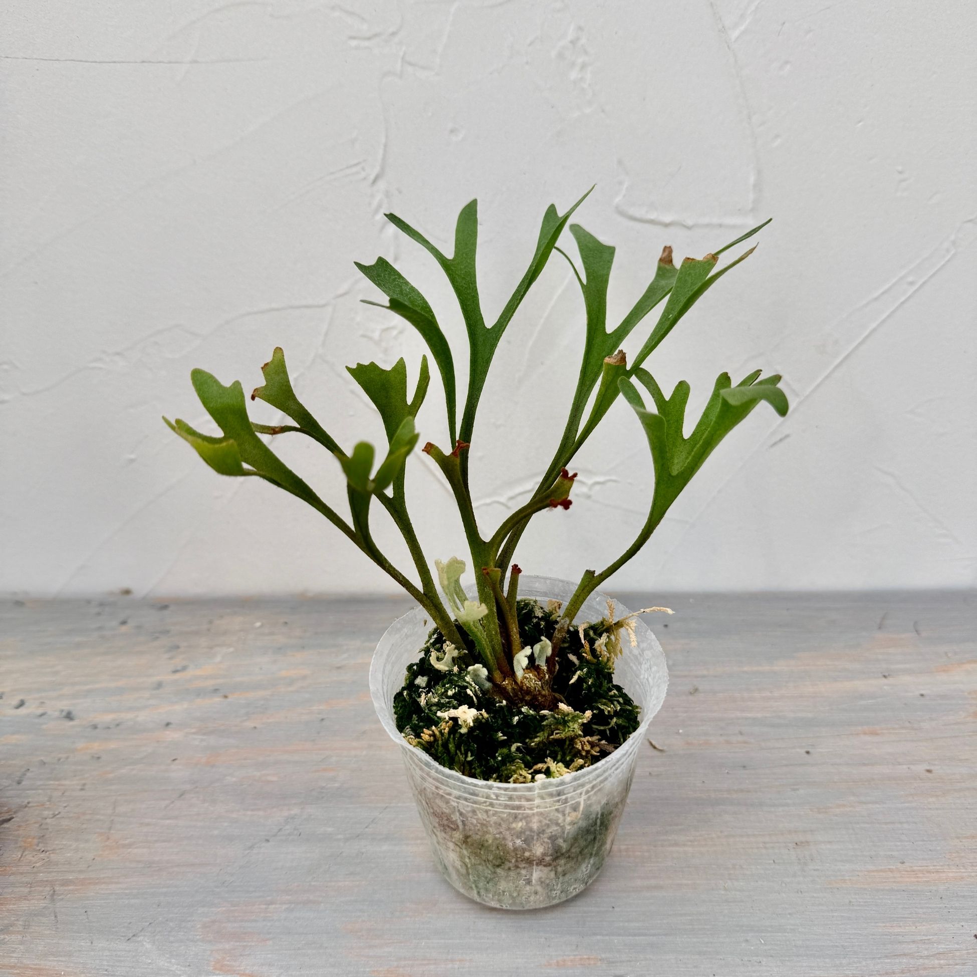 楽天市場】『ビカクシダ リドレイ コーラル』コウモリラン 2.5号水苔