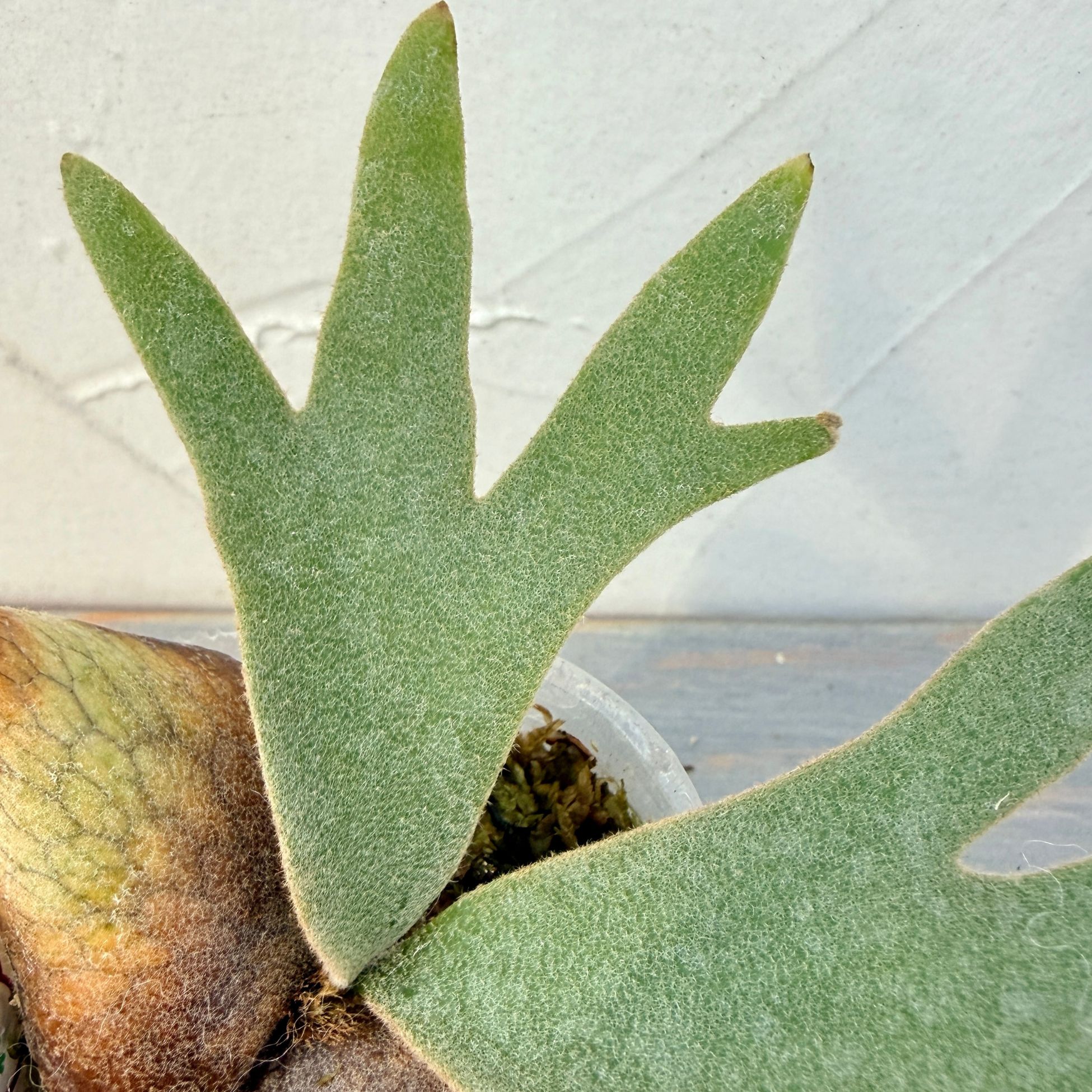 楽天市場】『ビカクシダ ウィリンキー OMG』コウモリラン ドワーフ 2号