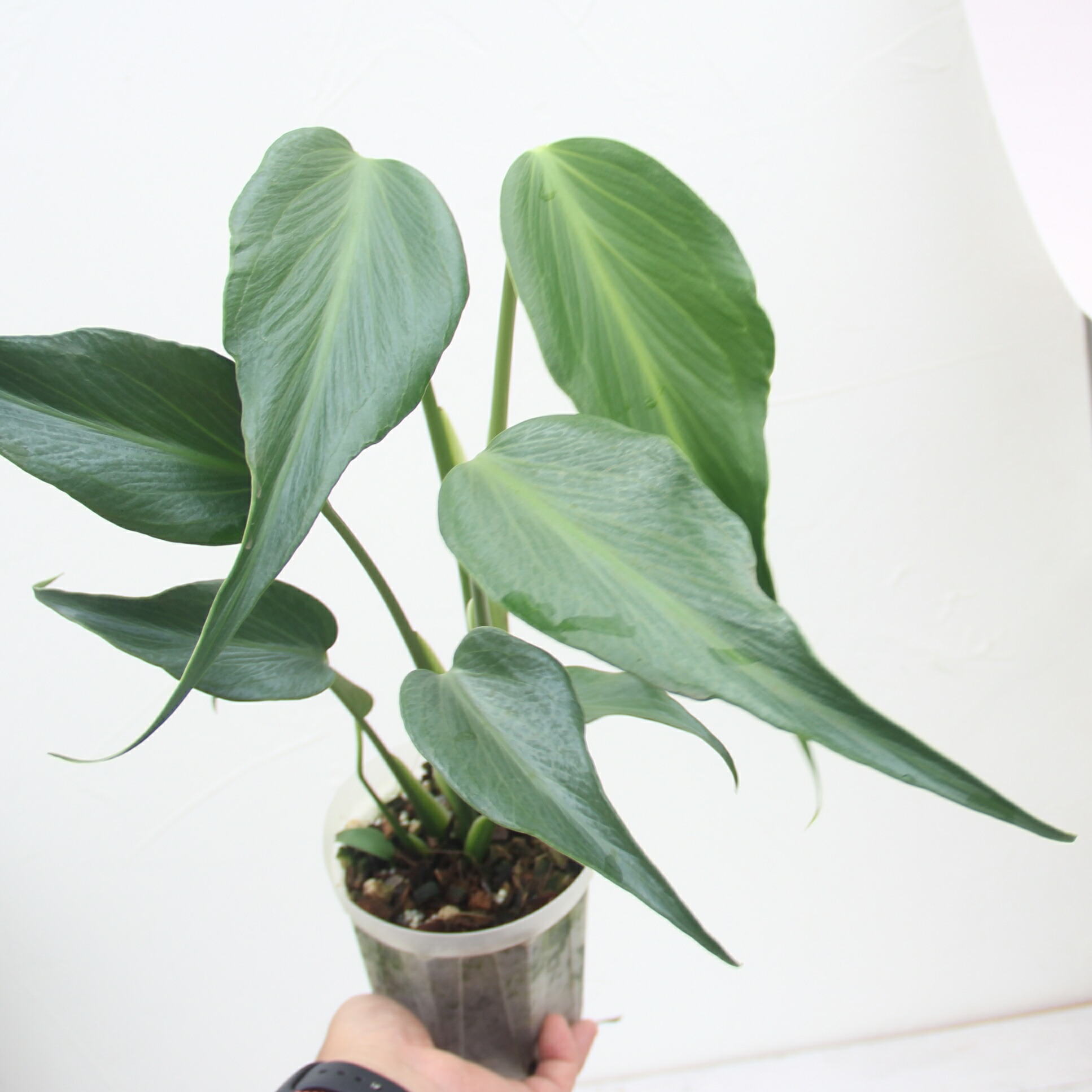 楽天市場】『モンステラ バールマルクスフレーム』Monstera 'Burle