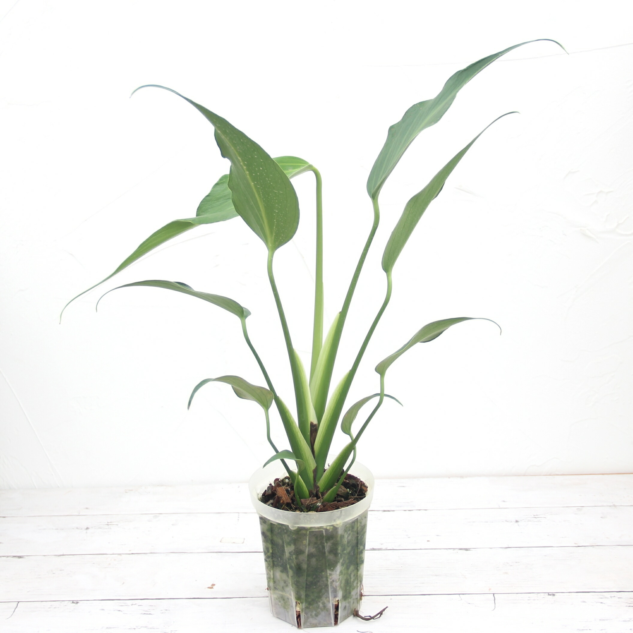 楽天市場】『モンステラ バールマルクスフレーム』Monstera 'Burle