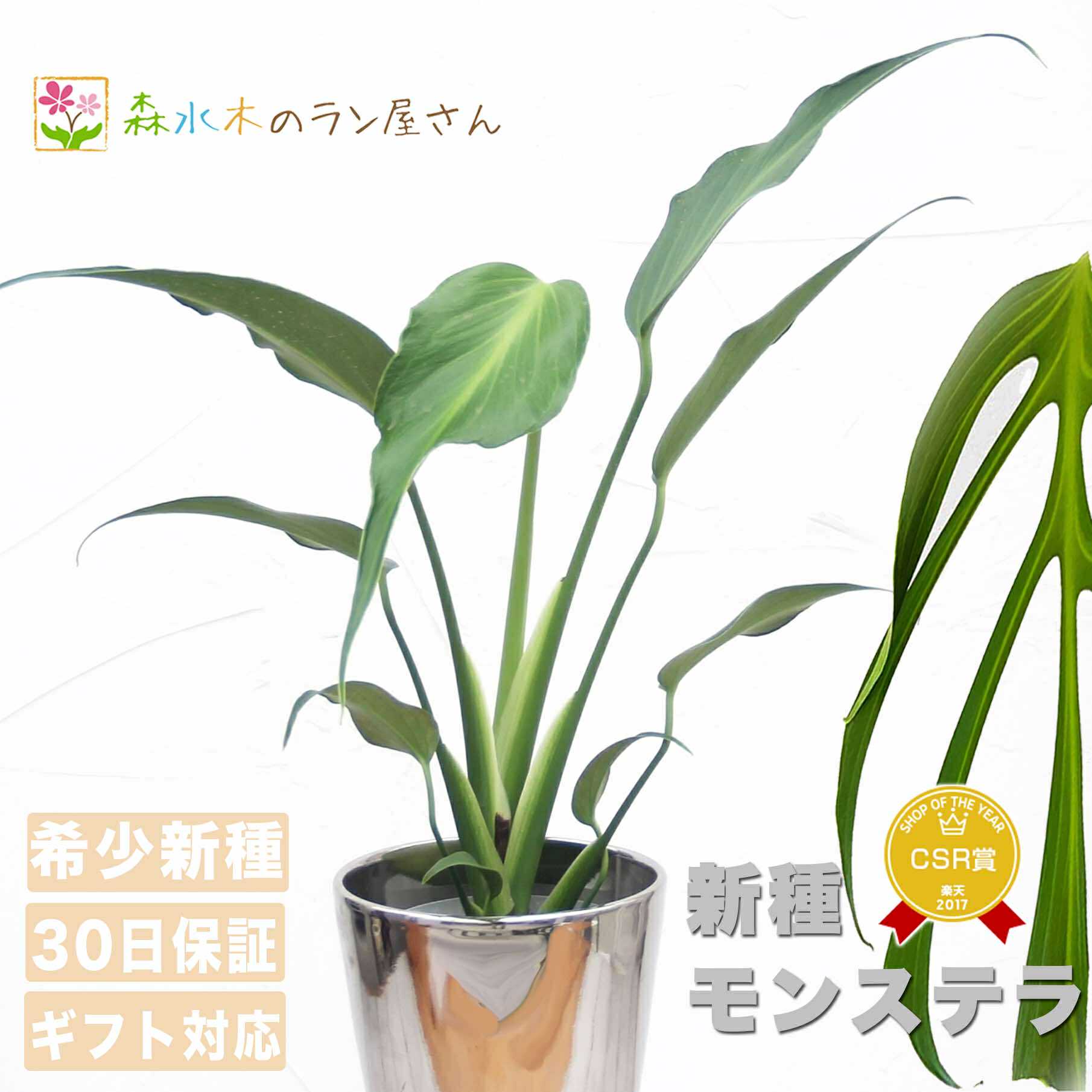 楽天市場】『モンステラ バールマルクスフレーム』Monstera 'Burle