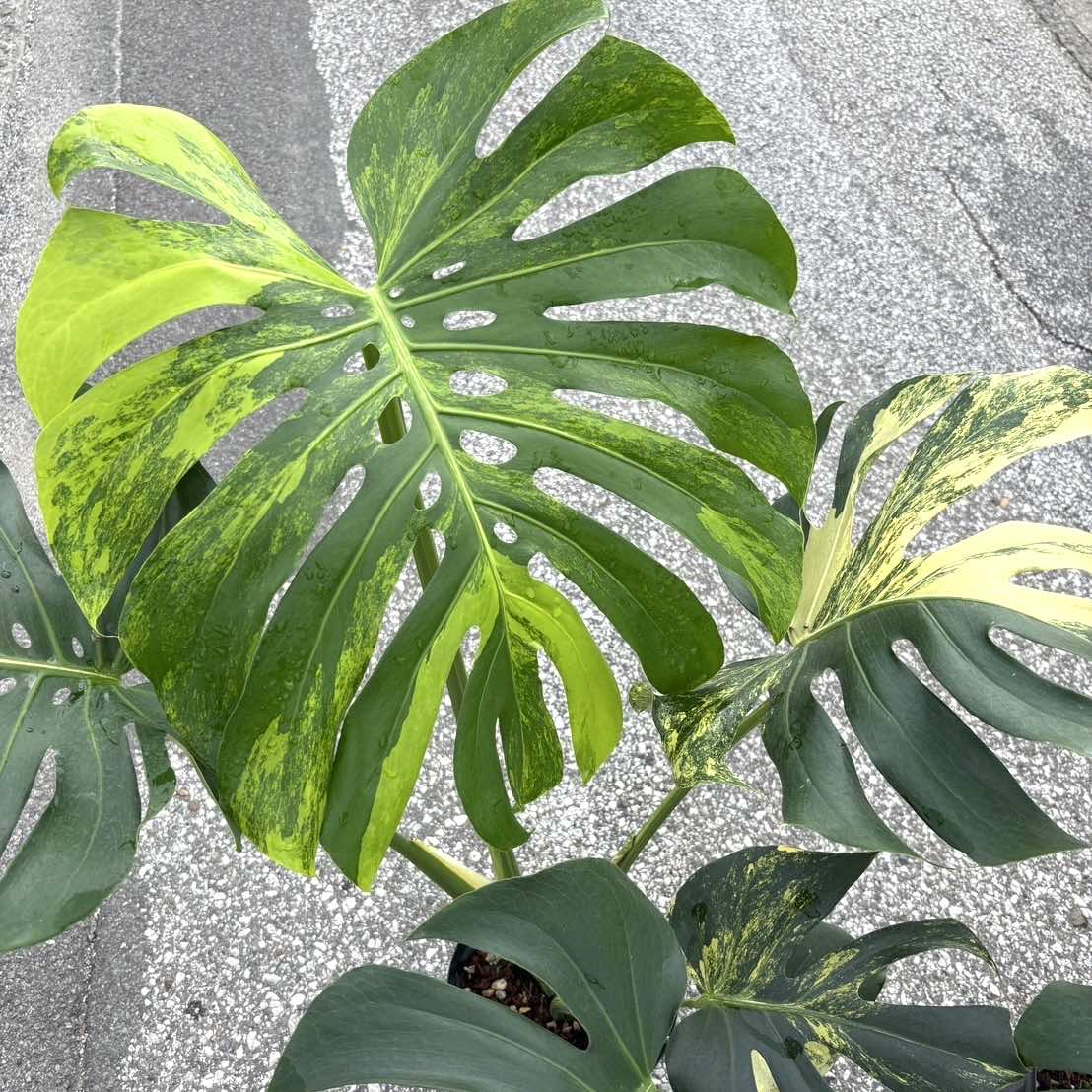 楽天市場】『モンステラ イエローマリリン』観葉植物 黄斑 3号ポット鉢