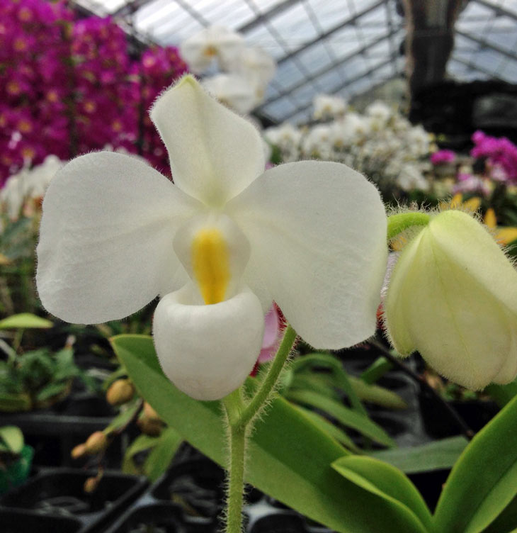 楽天市場】洋ランの苗『パフィオ原種 デレナティー アルバム 【花咲く