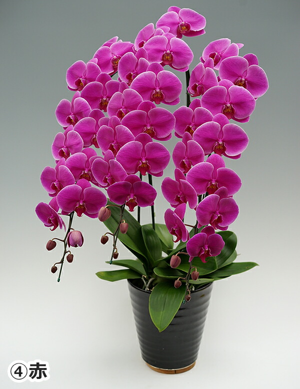 楽天市場】胡蝶蘭 お祝い お歳暮 大輪胡蝶蘭 3本立ち 贈答用 特選 洋