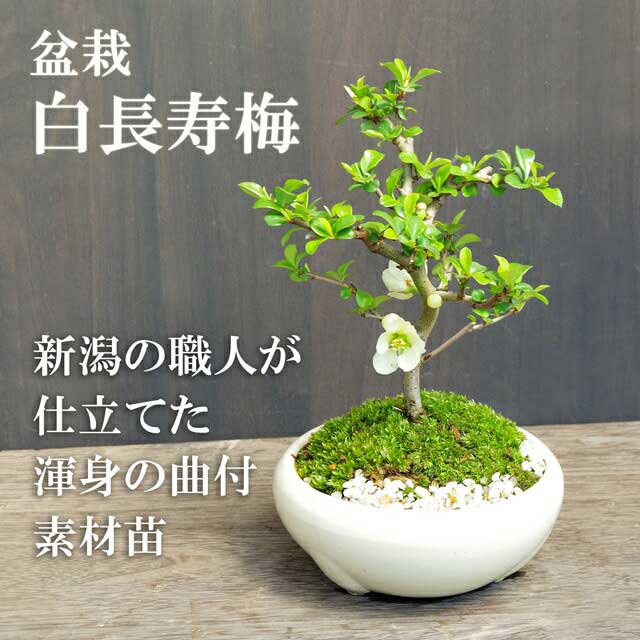 楽天市場】盆栽 長寿梅 白花 白長寿梅（しろちょうじゅばい）の盆栽 白