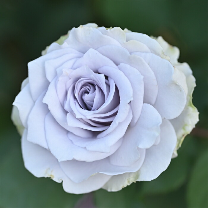 楽天市場】予約販売 バラ 苗 バラ 新苗 ロサ オリエンティス ブルー