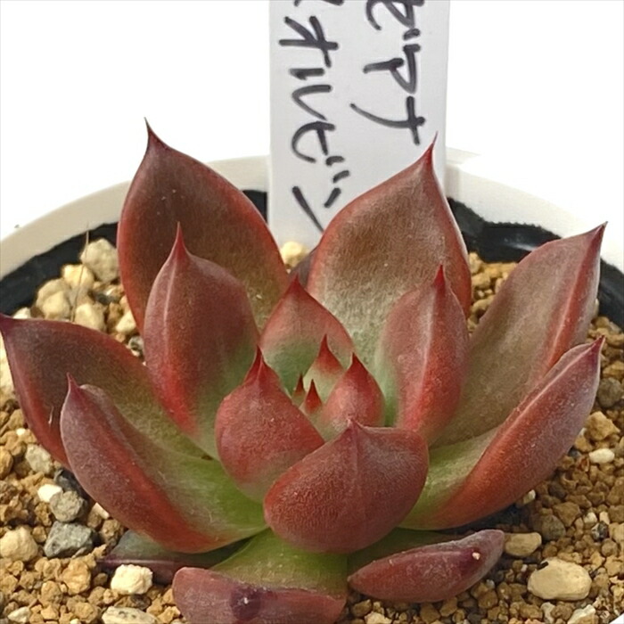 楽天市場】多肉植物 PKSFエケベリア 中里リンゼアナ×ロメオルビン 多肉