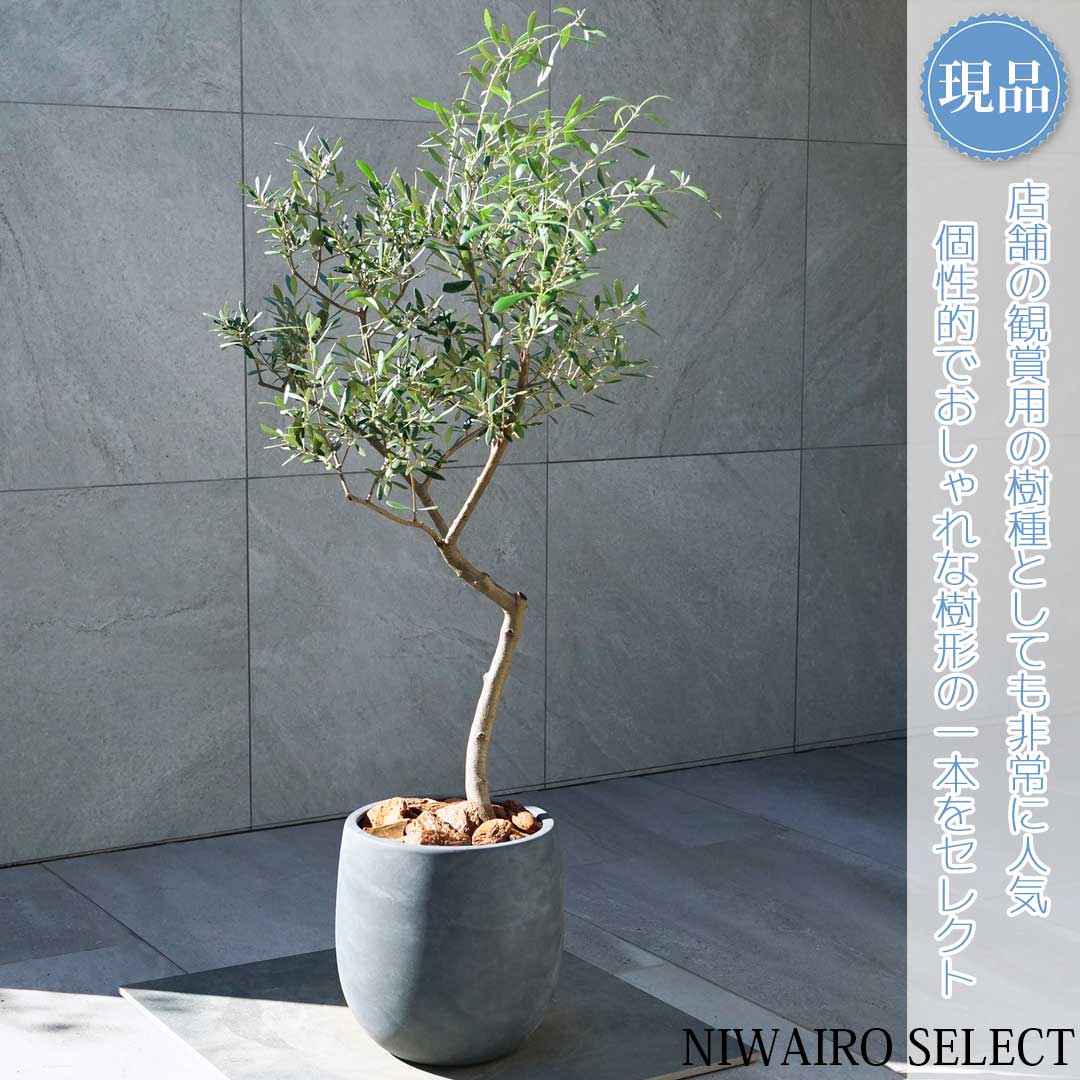 楽天市場】【現品】鉢植え【オリーブの木】ネバディロブランコ 自然風