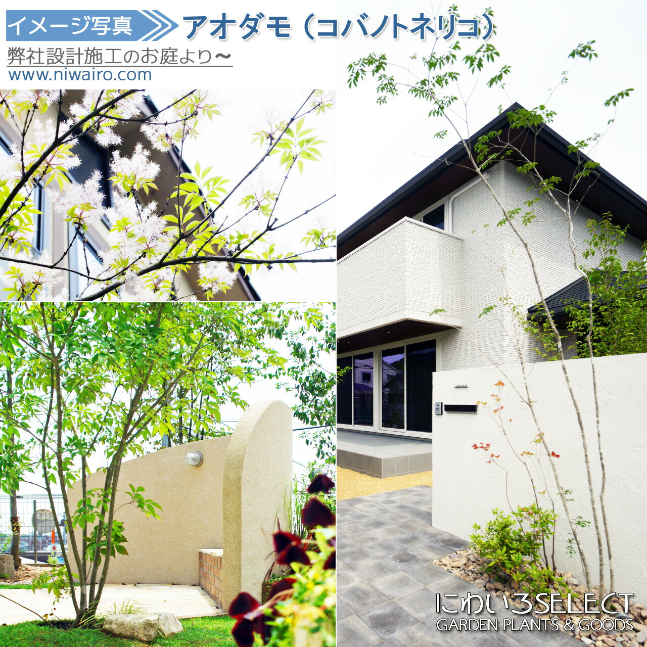 楽天市場】山採り【アオダモ】 株立ち 自然樹形 コバノトネリコ 樹高H