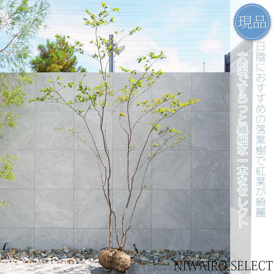 希少。美斑紋 山採りナツハゼ2.0M(鉢底から) 希少。美斑紋 山採り