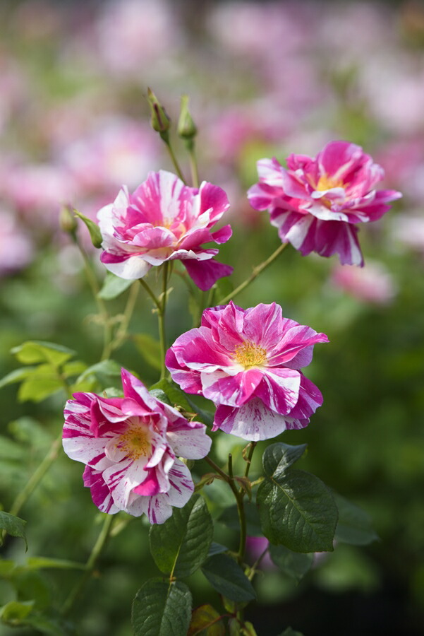 楽天市場】ザ・キングズ・ローズ(Ausa27a16)（大苗）7号鉢植え